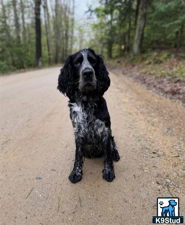 a black english springer spaniel dog running on a dirt road with trees on either side