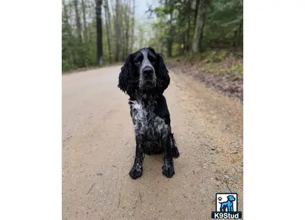 a black english springer spaniel dog running on a dirt road with trees on either side