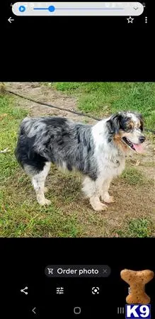 Australian Shepherd