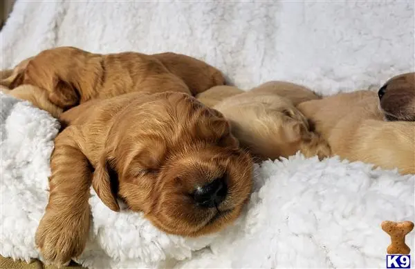 Golden Retriever puppy for sale