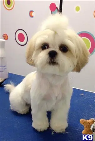 Shih Tzu female dog