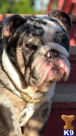 Bulldog