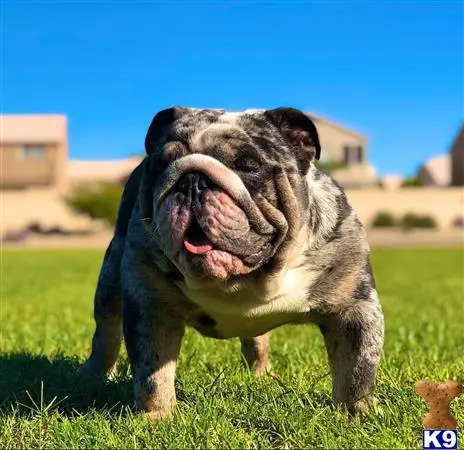 Bulldog stud dog