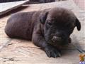cane corso puppy posted by canecorso11