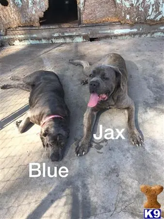 Cane Corso puppy for sale