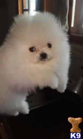 Pomeranian