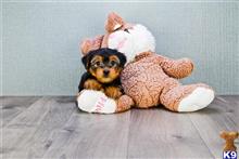yorkshire terrier puppy posted by capitalcitypups