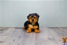 yorkshire terrier puppy posted by capitalcitypups