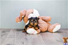 yorkshire terrier puppy posted by capitalcitypups