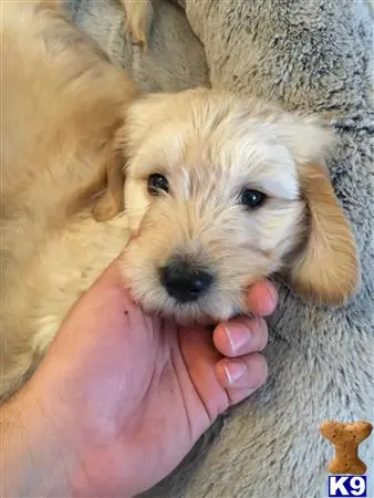 Goldendoodles stud dog