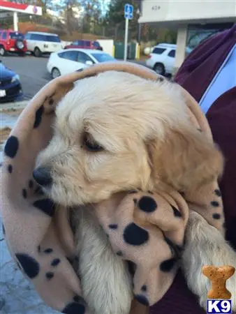 Goldendoodles stud dog