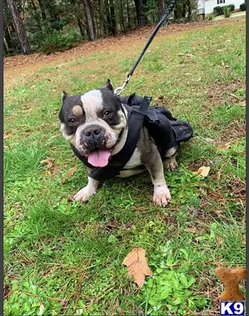 American Bully stud dog