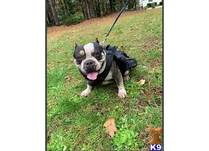 American Bully