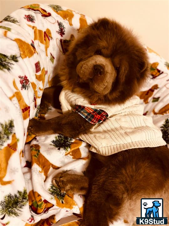 a chow chow dog lying on a blanket