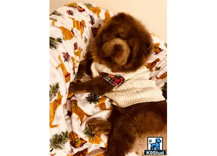 a chow chow dog lying on a blanket