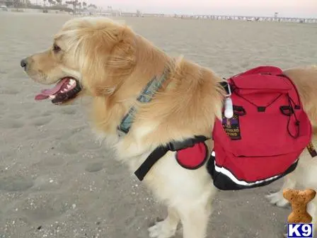 Golden Retriever stud dog