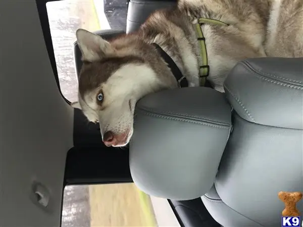 Siberian Husky