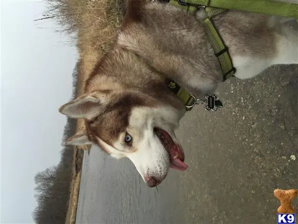 Siberian Husky stud dog