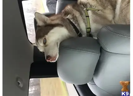 Siberian Husky