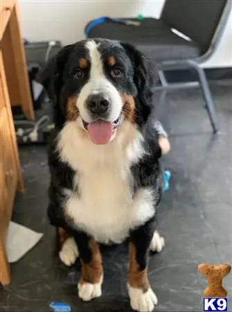 Bernese Mountain Dog