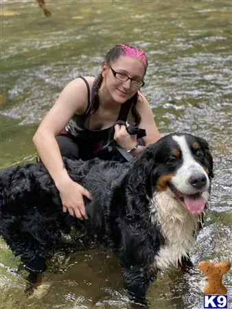 Bernese Mountain Dog stud dog