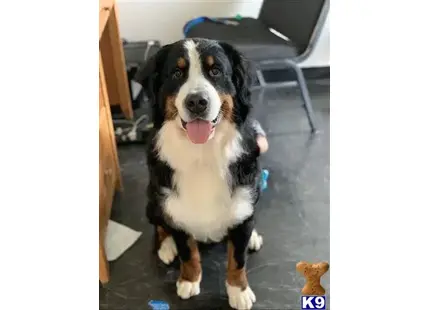 Bernese Mountain Dog