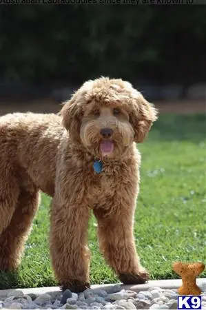 Australian Labradoodles stud dog