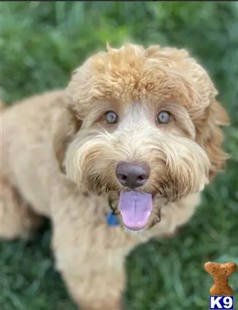 Australian Labradoodles stud dog