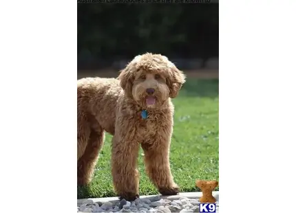 Australian Labradoodles