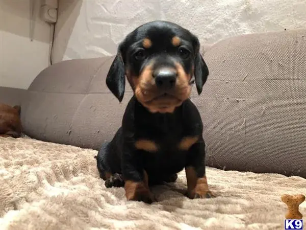 Dachshund puppy for sale