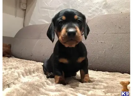 Dachshund