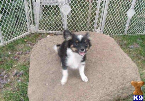 chihuahua puppy posted by carl88