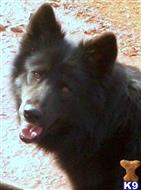 Boo Bear aka Iye Yahto available Native American Village Dog puppy located in GLADE HILL