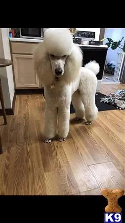 Poodle stud dog