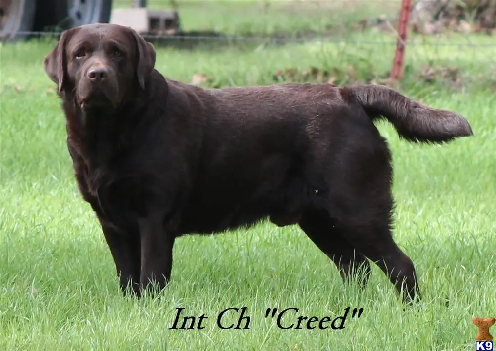 Labrador Retriever stud dog