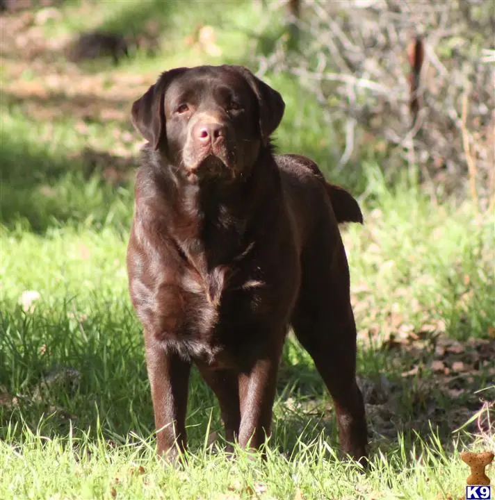 Labrador Retriever stud dog