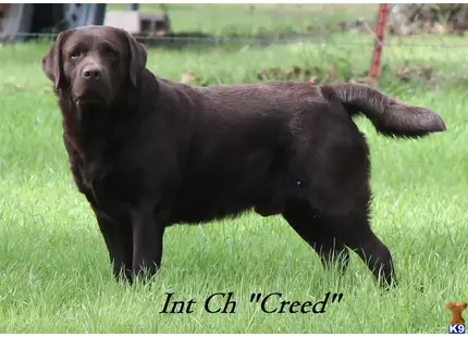 Gold Crown Nobby aka CREED available Labrador Retriever puppy located in Decatur