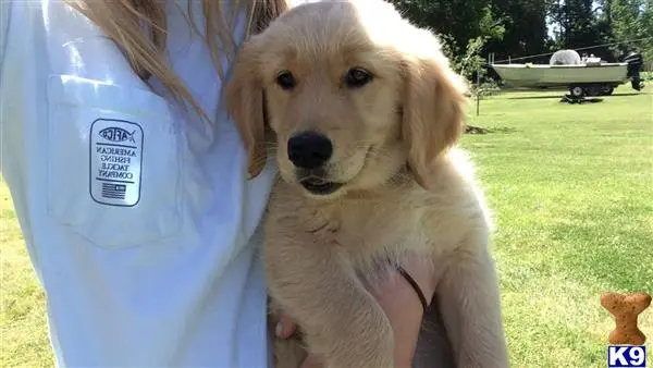 Golden Retriever female dog