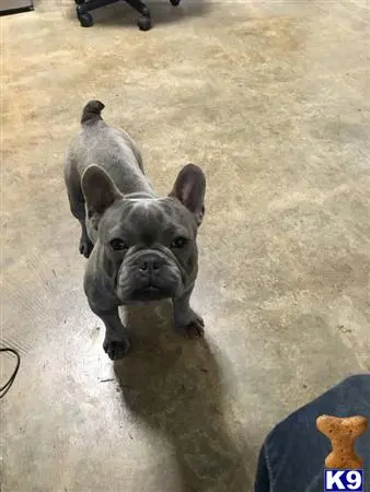 French Bulldog stud dog