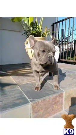 French Bulldog stud dog