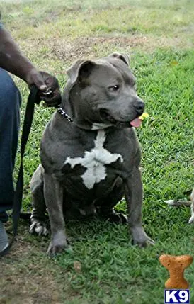 American Bully stud dog