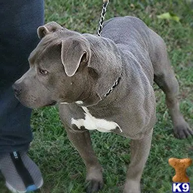 American Bully stud dog