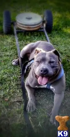 American Bully stud dog