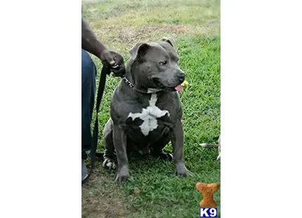 American Bully