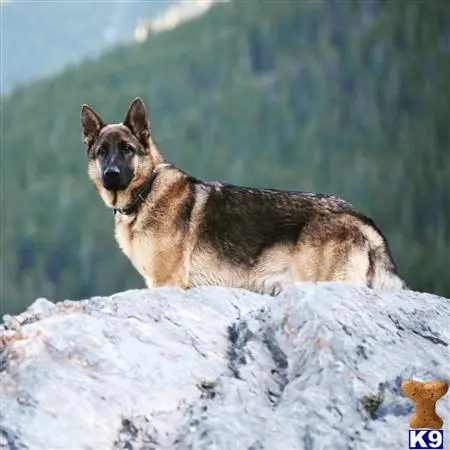 German Shepherd stud dog