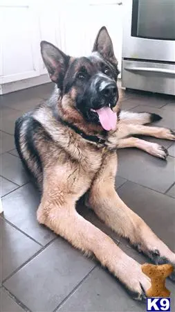 German Shepherd stud dog