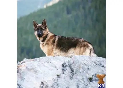 German Shepherd