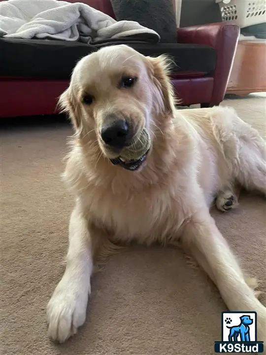Golden Retriever stud dog: a golden retriever dog lying on the floor