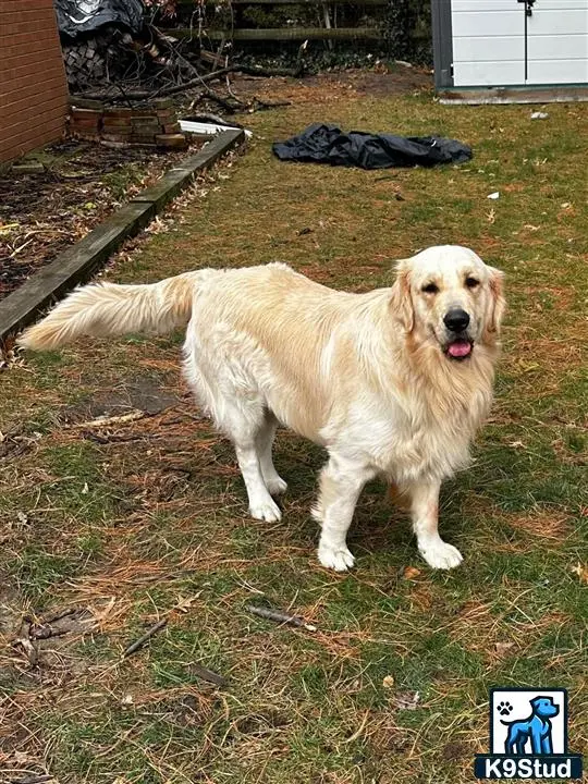 Golden Retriever stud dog: a golden retriever dog standing on grass