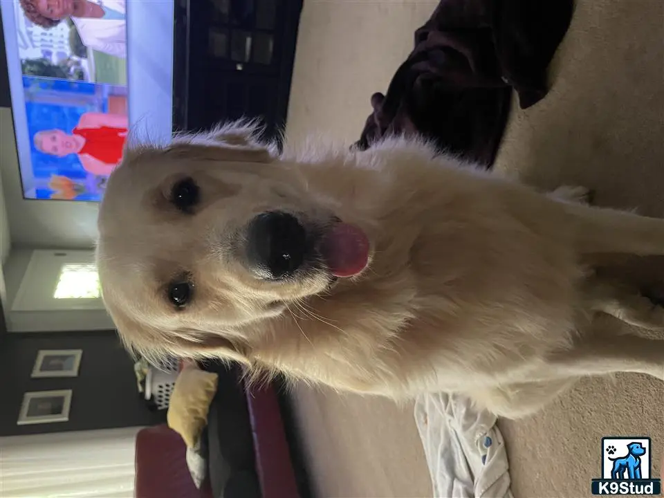 Golden Retriever stud dog: a golden retriever dog licking another golden retriever dog